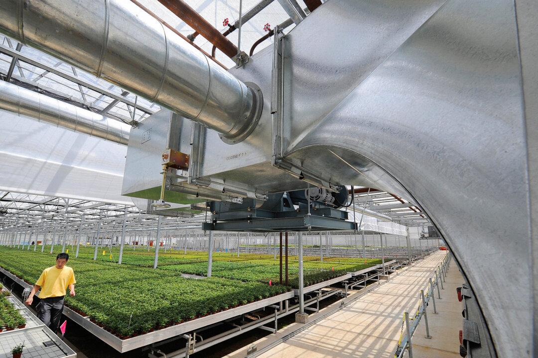 Takuya Sato checks young rose plants under ducts emitting CO2 in a greenhouse in Rokkasho, Japan, on June 9, 2008. (Toru Yamanaka/AFP via Getty Images)