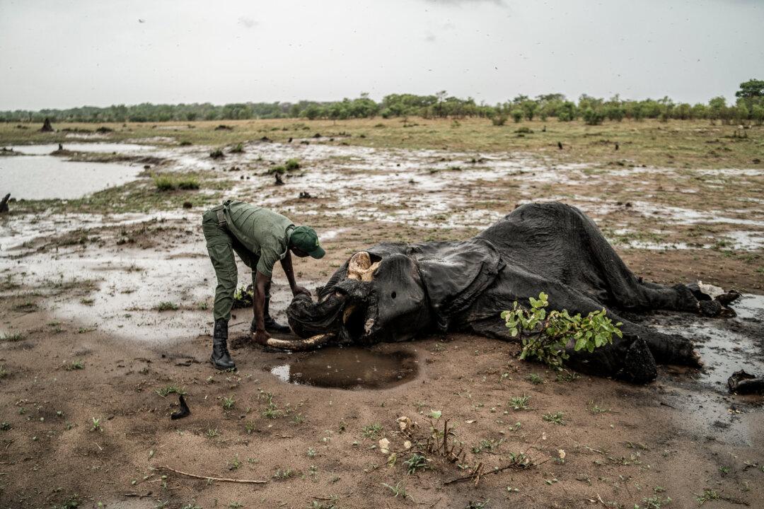 Game ranger Simba Marozva removes a tusk from a decomposed elephant, which died in a drought in Hwange National Park in Hwange, northern Zimbabwe, on Dec. 16, 2023. (Zinyange Auntony/AFP via Getty Images)