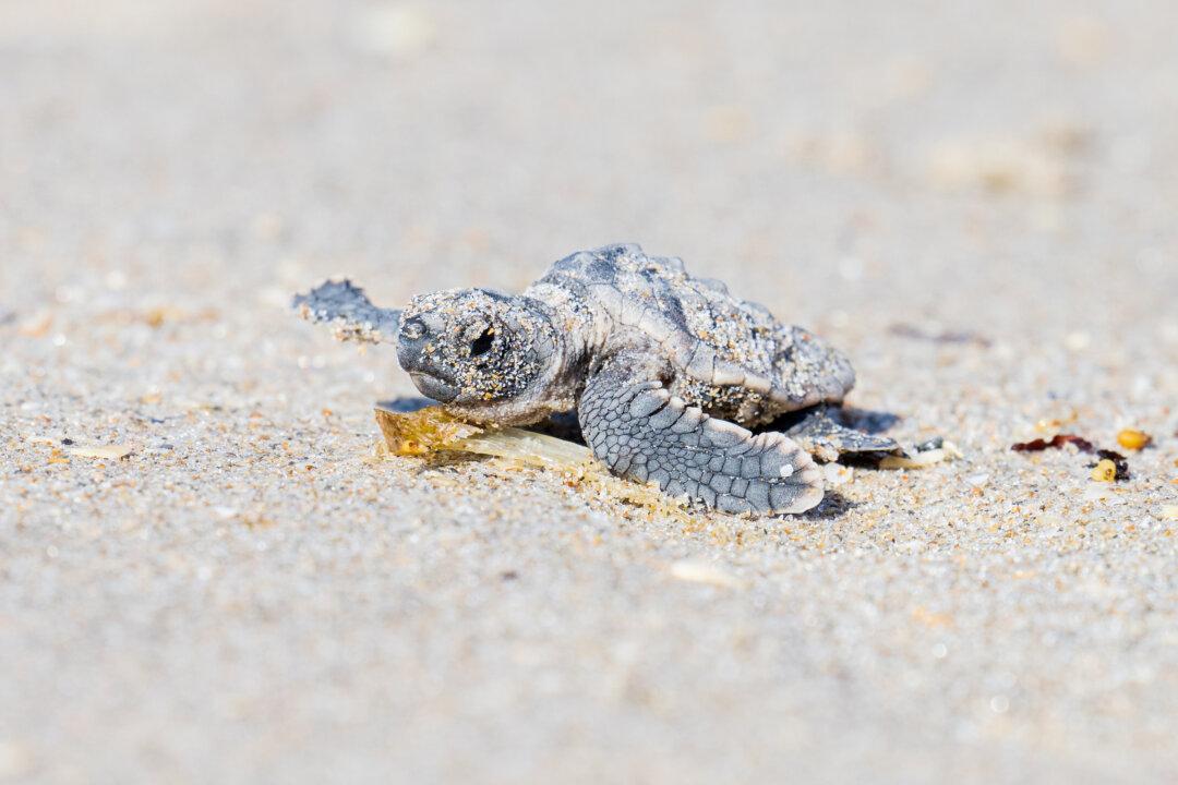 The shore is a popular spot for fishing, spotting wildlife, and water sports like kite surfing. (Courtesy of Santa Rosa County Tourist Development Office; Carlos Carreno/Moment/Getty Images; Courtesy of Santa Rosa County Tourist Development Office)