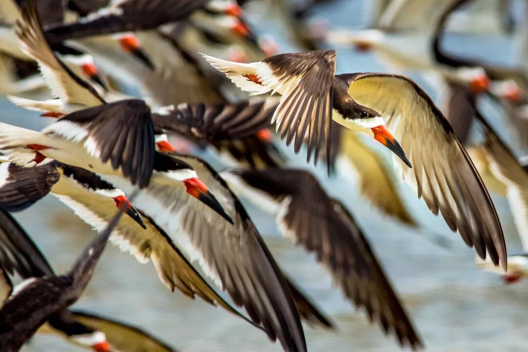 Some commonly found bird species along the National Seashore include great blue herons, black skimmers, and snowy egrets. (National Park Service)