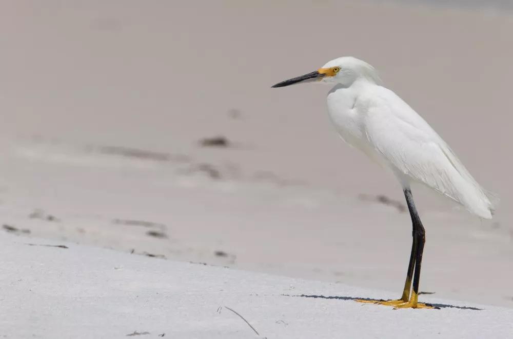 Some commonly found bird species along the National Seashore include great blue herons, black skimmers, and snowy egrets. (National Park Service)