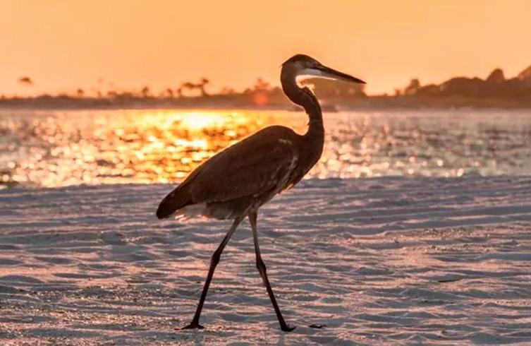 Some commonly found bird species along the National Seashore include great blue herons, black skimmers, and snowy egrets. (National Park Service)