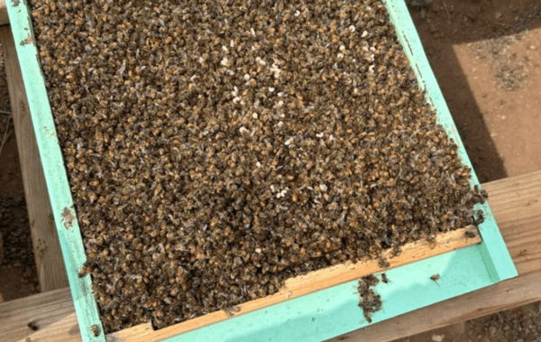 Dead bees are seen at the San Diego Bee Sanctuary in Escondido, Calif. (Paul Gunn/GoFundMe)