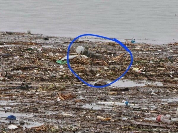 A coyote in a flooded field full of debris with a bucket stuck on his head in San Diego on Jan. 22, 2024. (Courtesy of San Diego Humane Society)