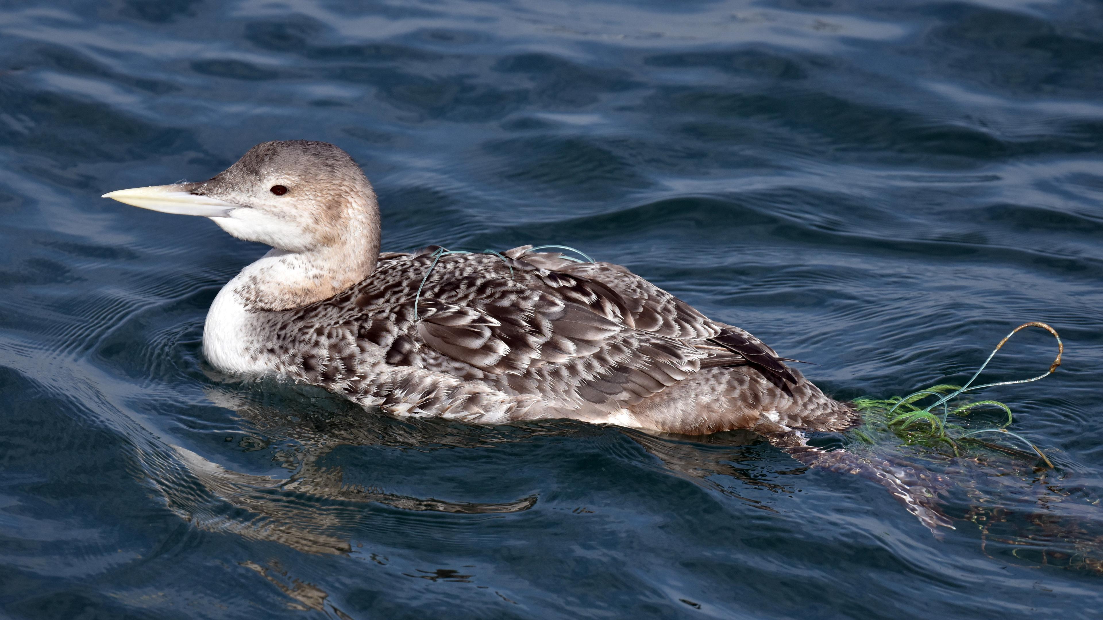 Rare Yellow-Billed Loon Found Tangled in Fishing Line in San Pedro