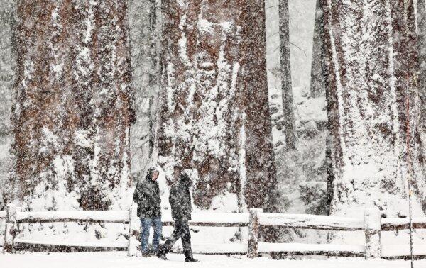 Visitors walk as snow falls in the Grant Grove of giant sequoia trees during a storm in Kings Canyon National Park, Calif., on Feb. 1, 2024. (Mario Tama/Getty Images)
