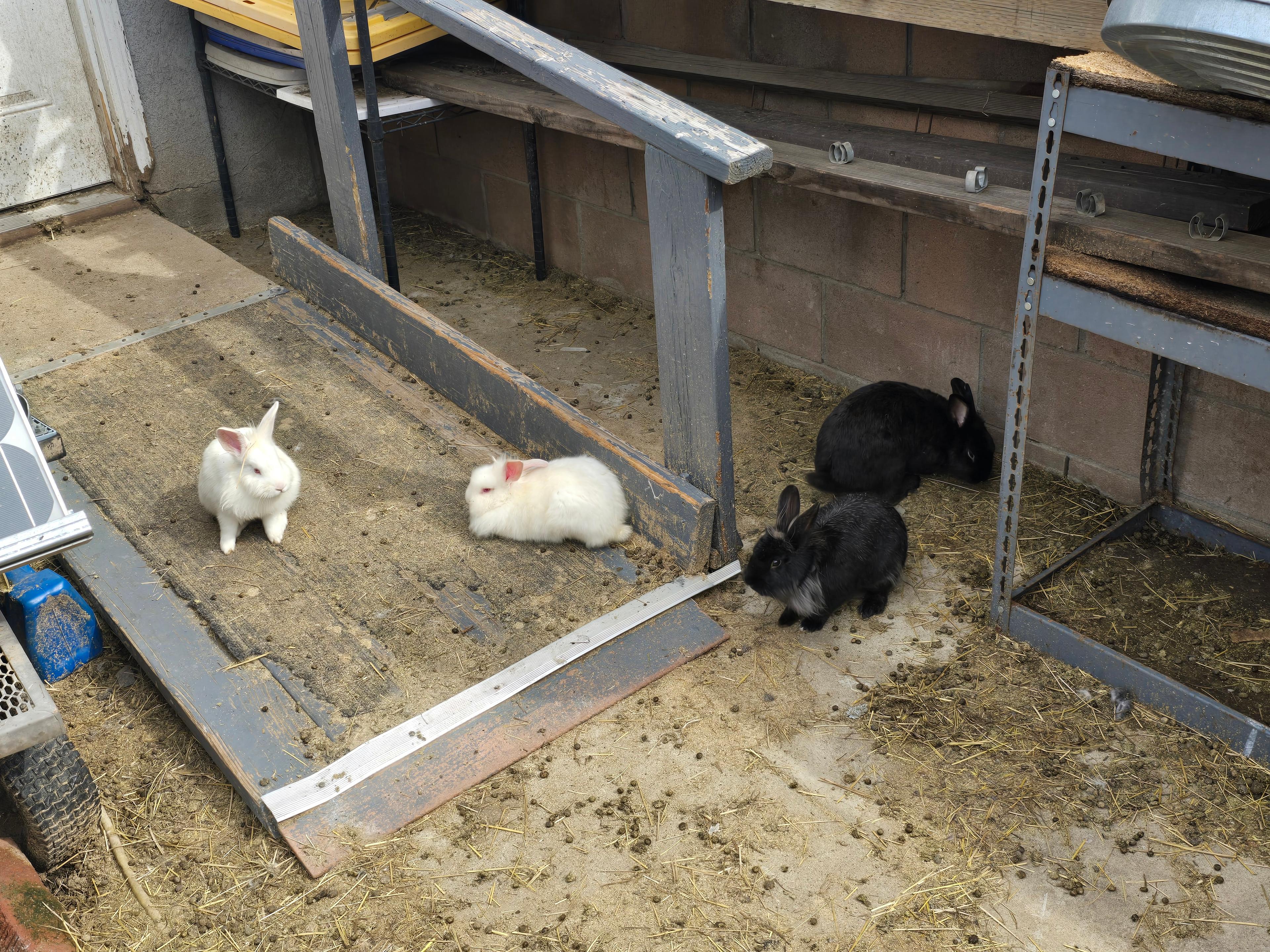 100 Rabbits in Need of Foster Homes in Granada Hills After Rescue