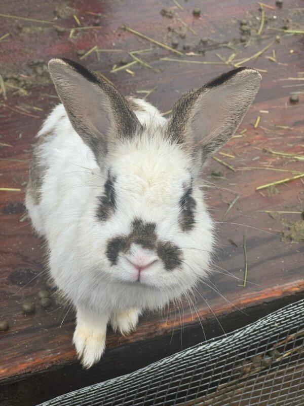 One of the rabbits rescued from a home in Granada Hills, Calif., on Feb. 20, 2024. (Courtesy of Bunny World Foundation)