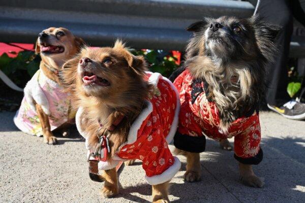Dogs in traditional costumes wait with their owners for the start of the 124th annual Golden Dragon Lunar New Year Parade in Los Angeles on Jan. 28, 2023. (Robyn Beck/AFP via Getty Images)