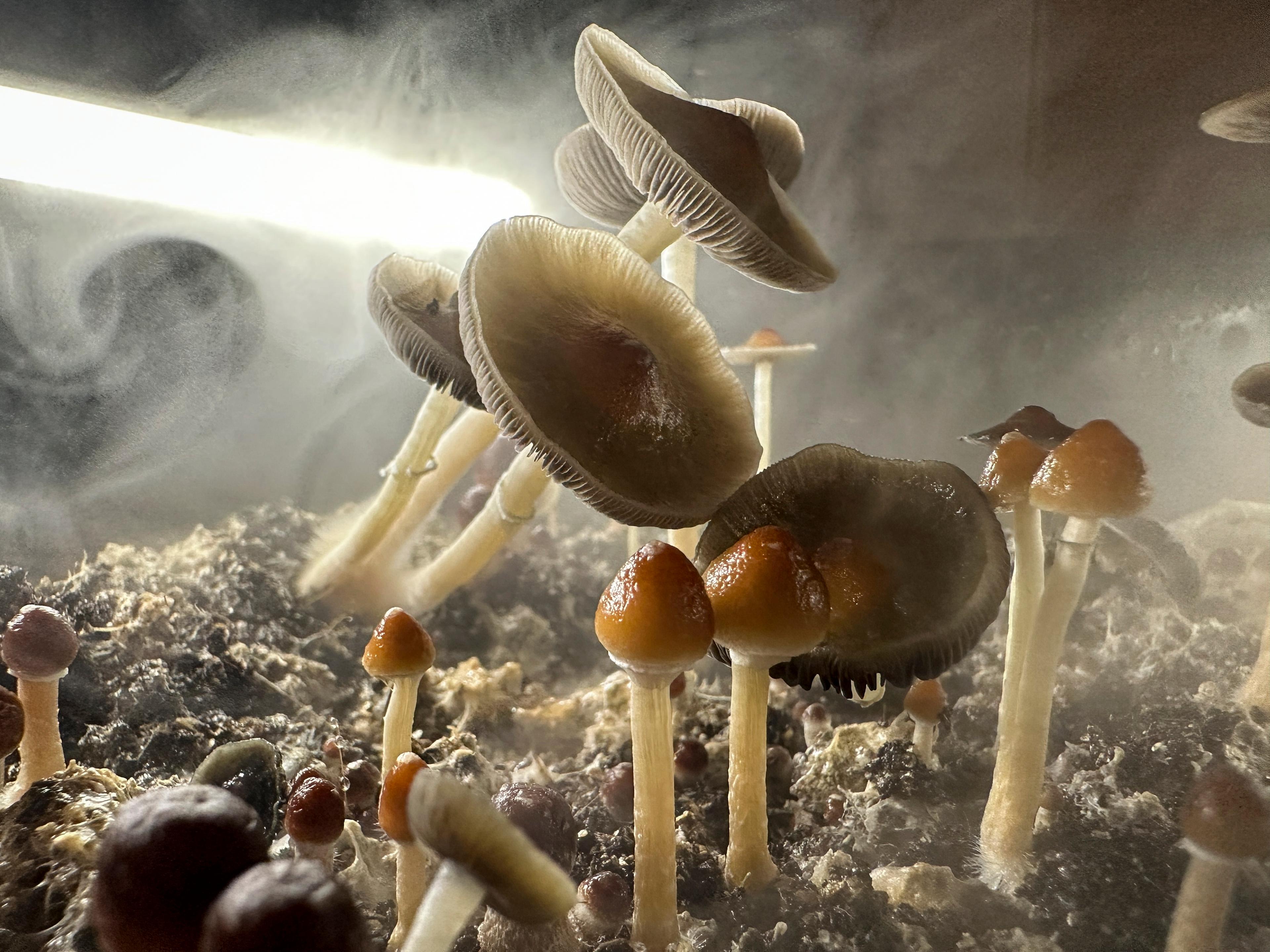Revamped ‘Magic Mushroom’ Bill Proposes Legal Psychedelic Therapy in California