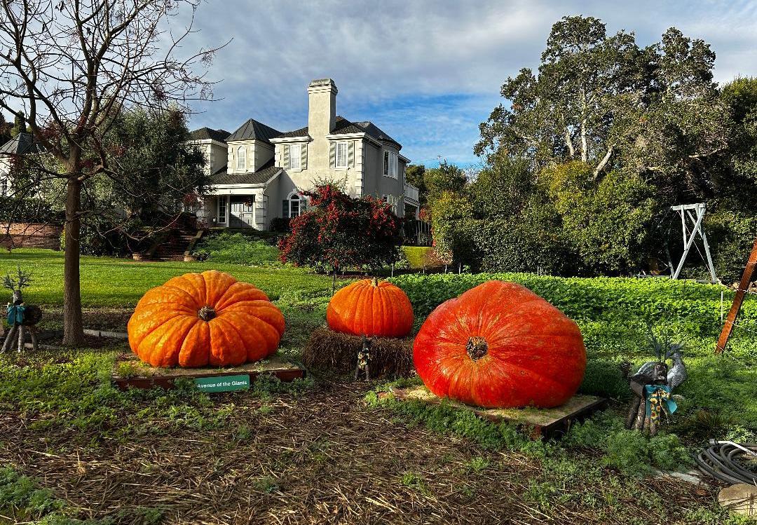 Giant Pumpkins Grow in Los Altos Hills
