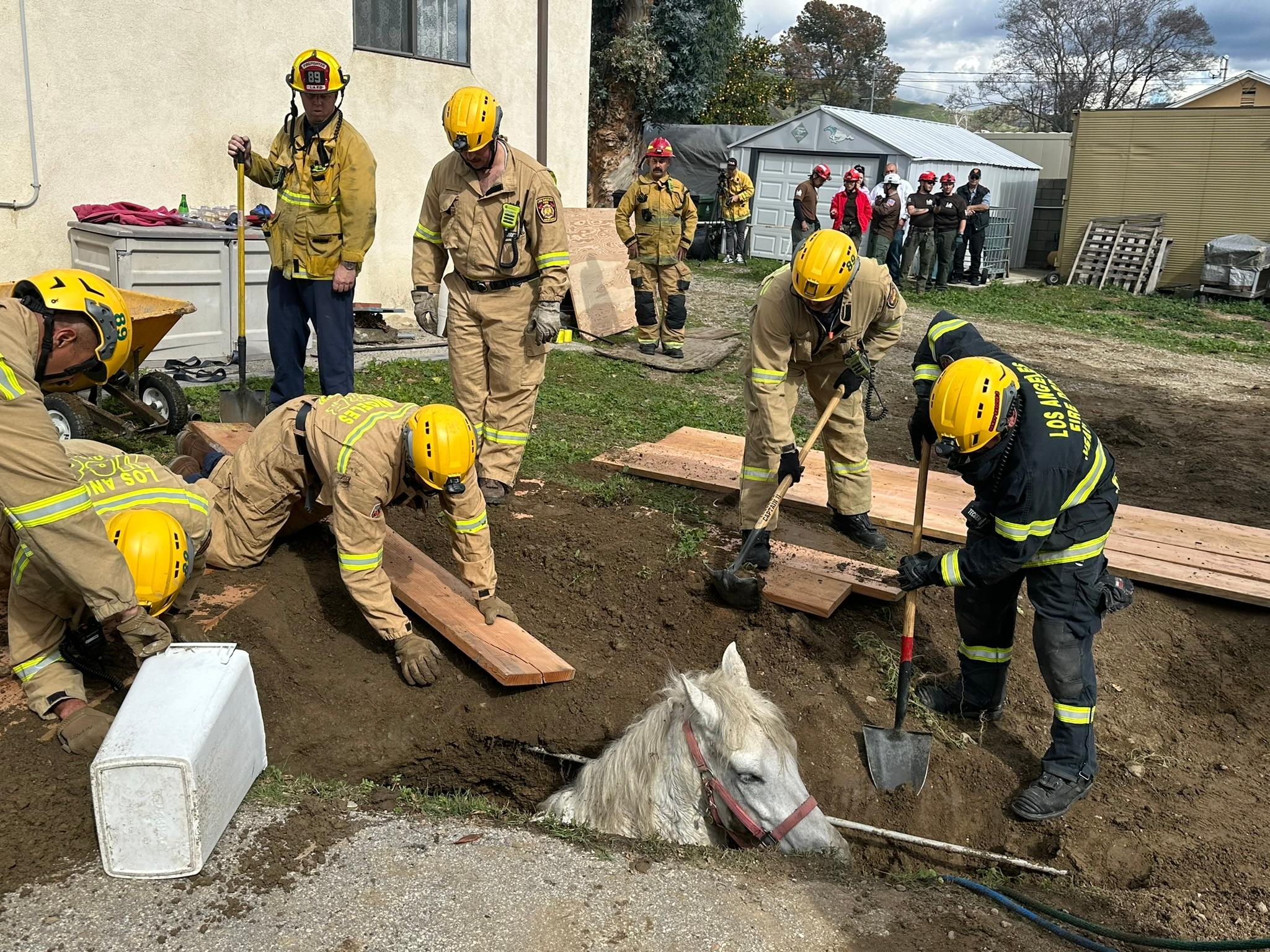 Horse Named Lucky Rescued From Sinkhole in San Fernando Valley