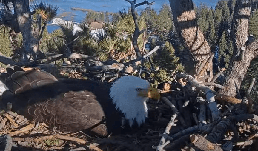 Big Bear Bald Eagle Couple’s 3 Eggs Unlikely to Hatch | California Insider
