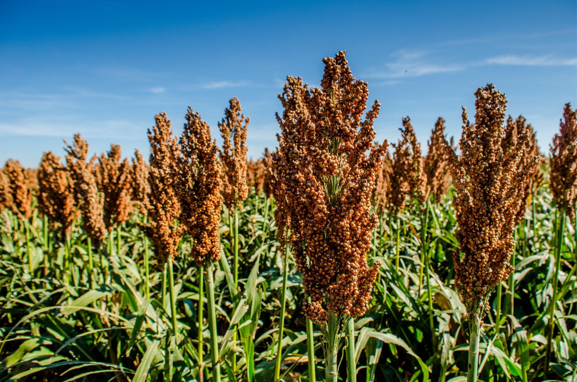 Sorghum: The Ancient Grain for Modern Health