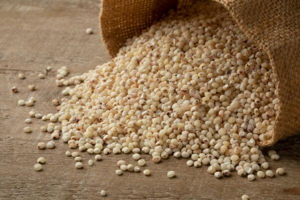 Raw grain sorghum. (Picture Partners/Shutterstock)