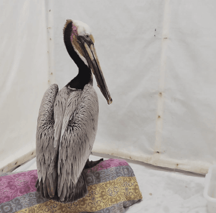 The pelican in an enclosure one day after surgery. (International Bird Rescue)