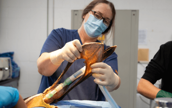Dr. Rebecca Duerr surgically repairing the severed pouch. (International Bird Rescue)