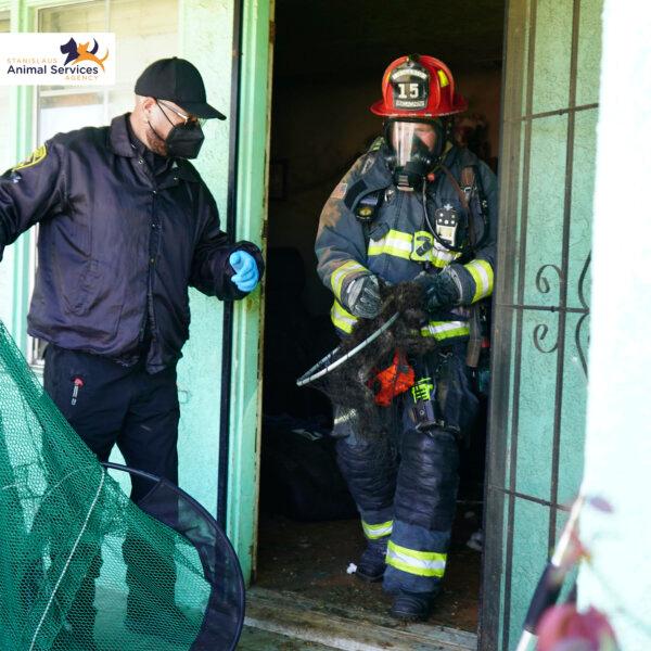 The Modesto Fire Department responds to a home where 86 dogs were rescued from a hoarding situation in a house in Ceres, Calif. on March 19, 2024. (Alondra Peralta/Stanislaus Animal Services Agency via AP)