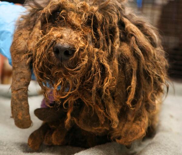 A severely matted dog who had to be sedated to be able to groom it, one of 86 dogs from a house in Ceres, Calif. on March 19, 2024. (Alondra Peralta/Stanislaus Animal Services Agency via AP)