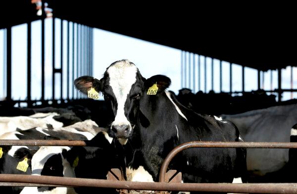 Cows at a California dairy. The risk of dairy cows spreading bird flu to humans is low, according to the Centers for Disease Control and Prevention. (Rich Pedroncelli/AP Photo)