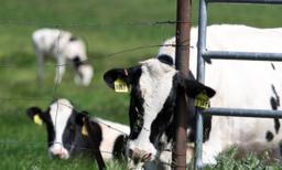 Bird Flu Found in More California Cow Herds: USDA