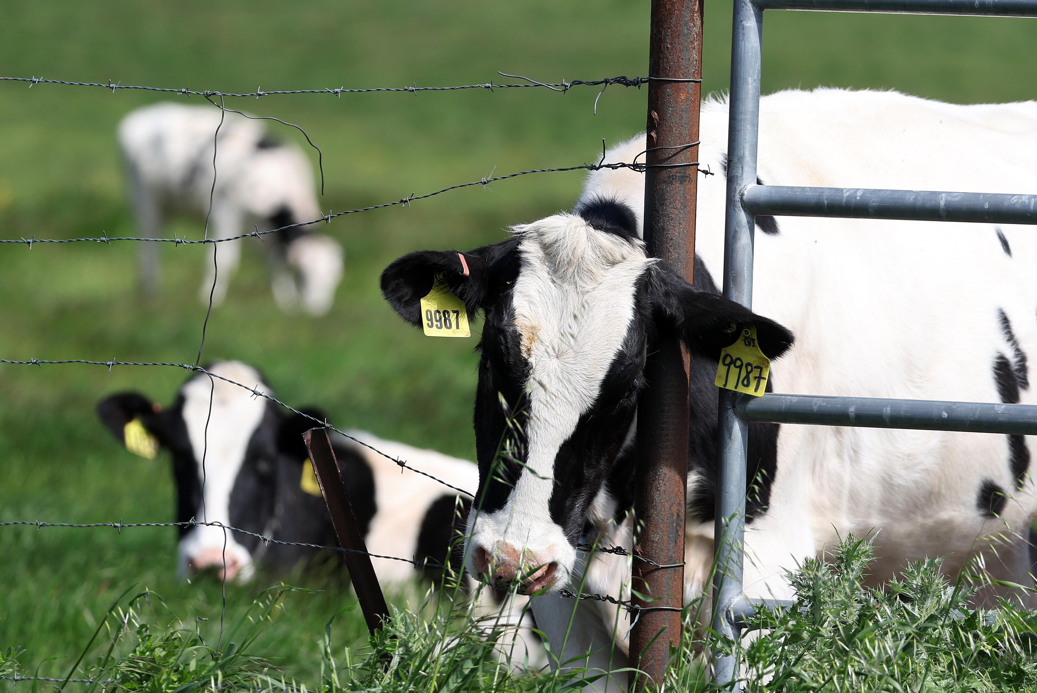 Bird Flu Found in More California Cow Herds: USDA