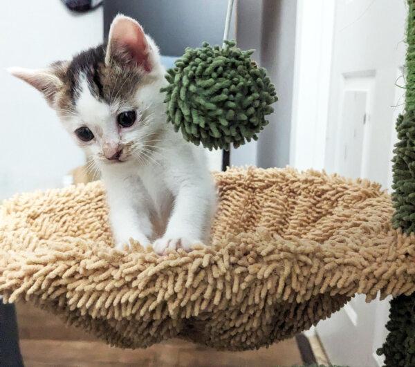 A kitten named Eloise was found abandoned aboard a Metro Green Line train in Los Angeles. (Courtesy of spcaLA)