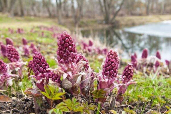 Butterbur (Igor Sokolov (breeze)/Shutterstock)