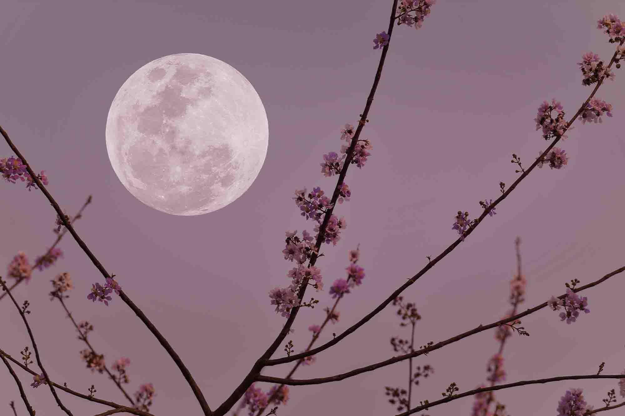 A full moon over spring flower blossoms. (Onkamon/Shutterstock)