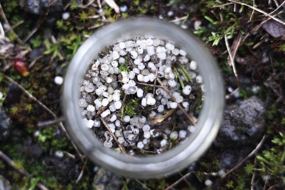 Plastic pollution comes in all forms, from packaging and waste that clogs the Buckingham Canal in Chennai, India to plastic pellets from petrochemical companies that litter the ground in Ecaussinnes, Belgium. (R. SATISH BABU, Kenzo TRIBOUILLARD / AFP via Getty Images)