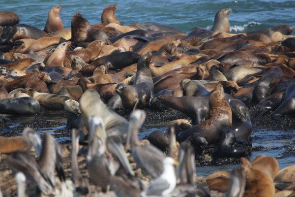 A sea lion herd off Northern California. (Patrick Robinson/UC Santa Cruz)