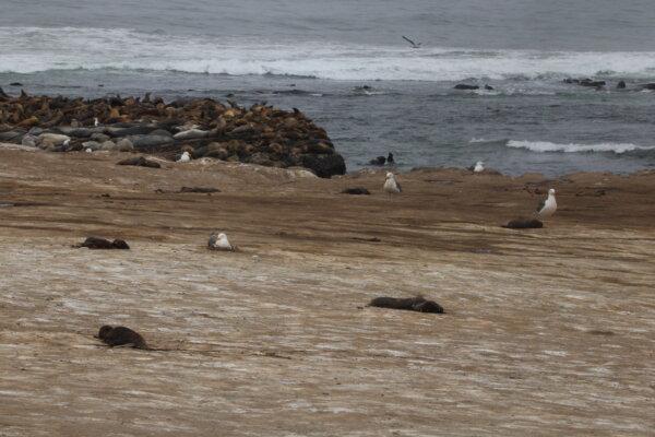 Researchers have tested samples from the dead sea lion pups and haven’t found any specific disease related to the deaths. (Patrick Robinson/UC Santa Cruz)