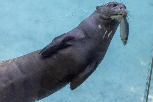 Experts say reintroducing the giant otter to the national park will help rebalance the ecosystem. (Los Angeles Zoo)