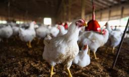 New Human Case of Bird Flu Confirmed by CDC