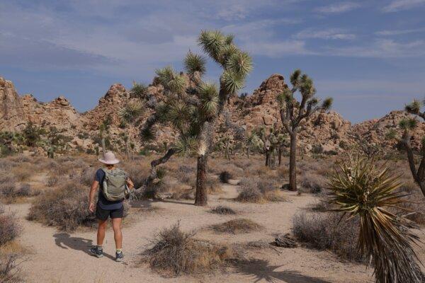 A visitor walks among Joshua trees in Joshua Tree National Park near Twentynine Palms, Calif., on July 22, 2021. (Sean Gallup/Getty Images)