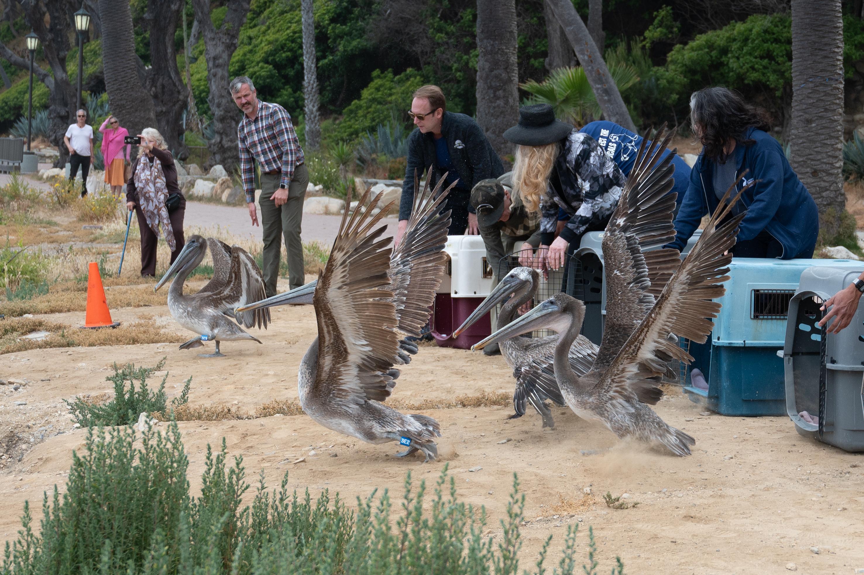 Fresh From Rehab, Brown Pelicans Released Back to the Wild Off California