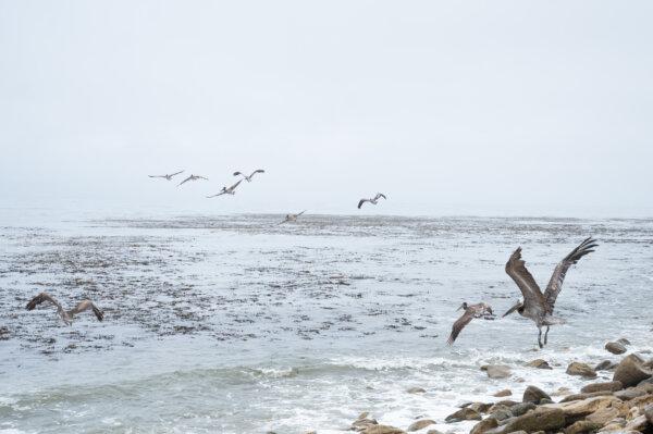 "We're sending them home to the ocean healthy," said Rebecca Duerr of Bird Rescue. Above, pelicans freed in San Pedro, Calif., on June 5, 2024. (Russ Curtis/International Bird Rescue)