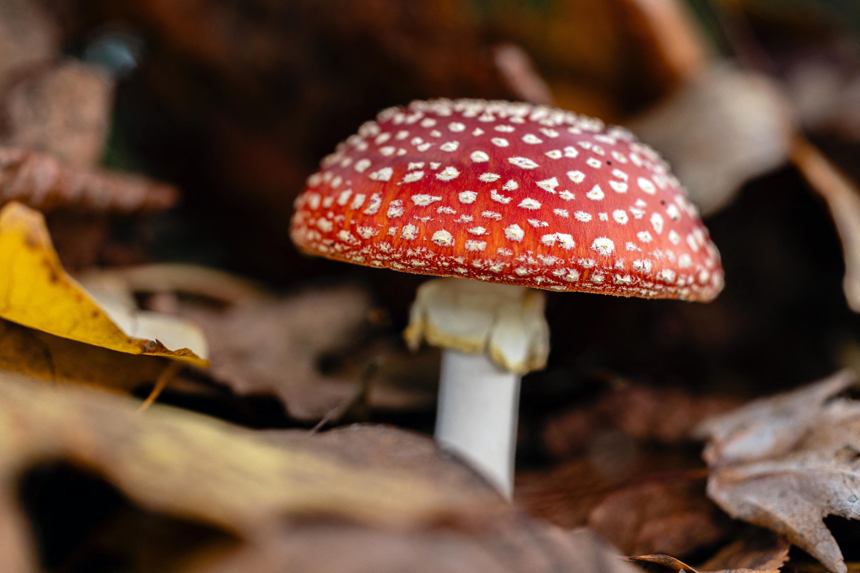 UCSD Researchers Caution Against Unregulated ‘Magic Mushrooms’