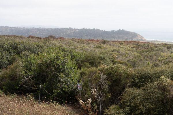 Red-brown fire retardant-covered vegetations were seen on June 26, 2024 at an area of the Torrey Pines State Natural Reserve North where firefighters contained the Del Mar fire erupted on June 25. (Jane Yang/The Epoch Times)