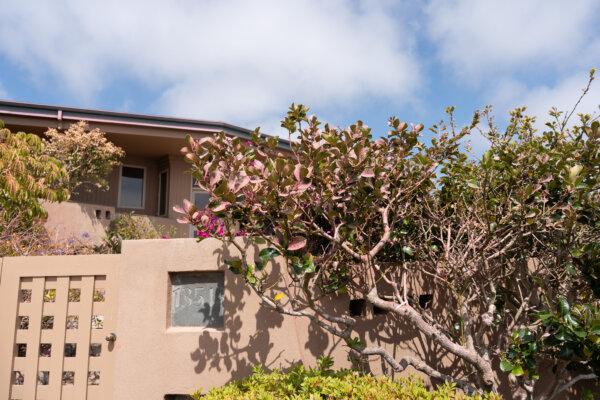 Pink fire retardant-covered roof and plants were seen on June 26, 2024 at a neighborhood nearby a trailhead of the Torrey Pines State Natural Reserve North where firefighters contained the Del Mar fire erupted on June 25. (Jane Yang/The Epoch Times)