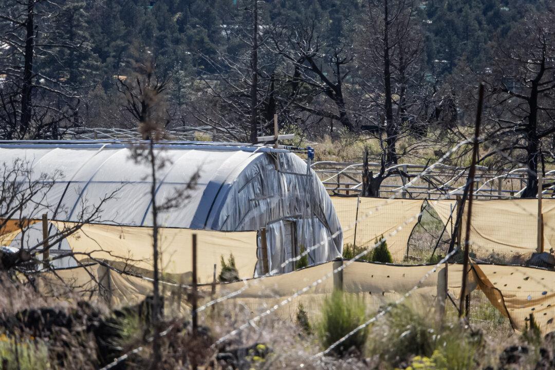 Hundreds of illegal marijuana grow operations are located outside of Montague, Calif., on May 7, 2024. (John Fredricks/The Epoch Times)