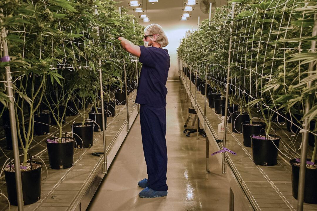 A worker removes leaves from marijuana plants to allow more light for growth at Essence Vegas's 54,000-square-foot marijuana cultivation facility in Las Vegas on July 6, 2017. (Ethan Miller/Getty Images)