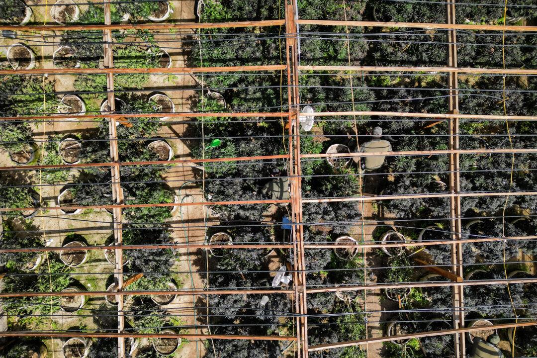 Plants in an illegal cannabis greenhouse are destroyed by law enforcement during a raid by the San Bernardino County Sheriffs Department, in Newberry Springs, Calif., on March 29, 2024. (Robyn Beck/AFP via Getty Images)