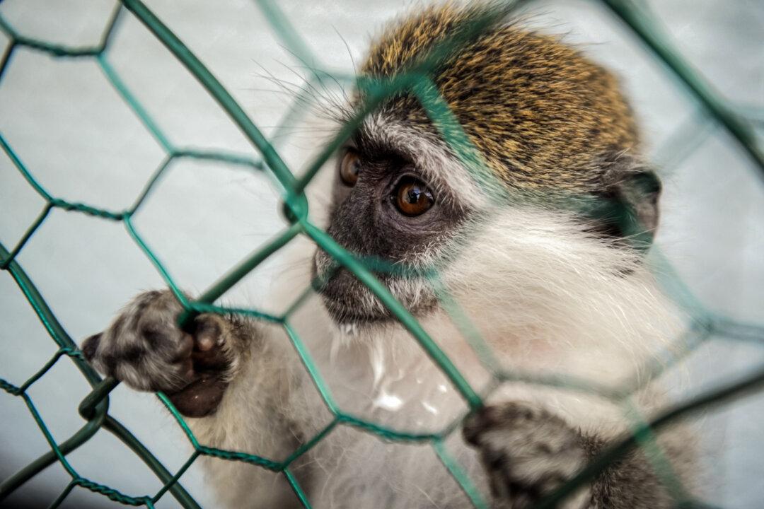 A baby vervet monkey (African Green Monkey) looks out from a cage fence at a lounge bar in Pristina, Kosovo, on Aug. 31, 2013. Vervet monkeys are highly social wild animals that typically live in groups of up to 50 primates, according to Ms. Sinnott. (Armend Nimani/AFP via Getty Images)