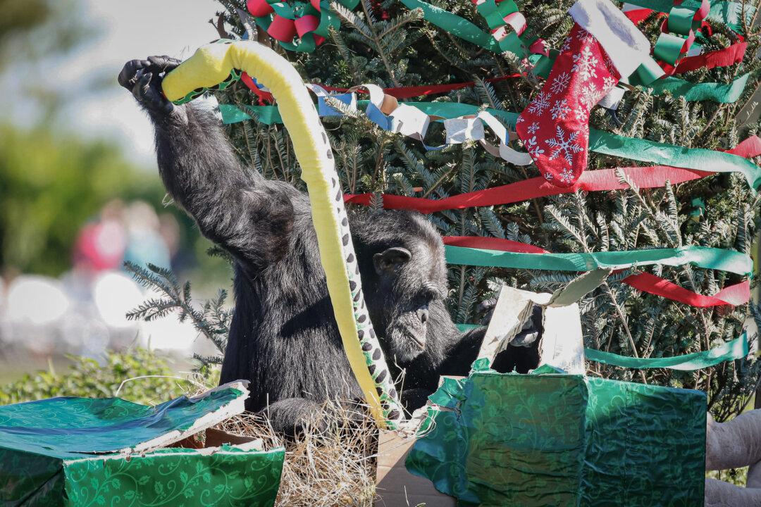 A chimpanzee opens a present at the “Christmas with the Chimps” event at Lion Country Safari in West Palm Beach, Fla., on Dec. 22, 2016. (Rhona Wise/AFP via Getty Images)