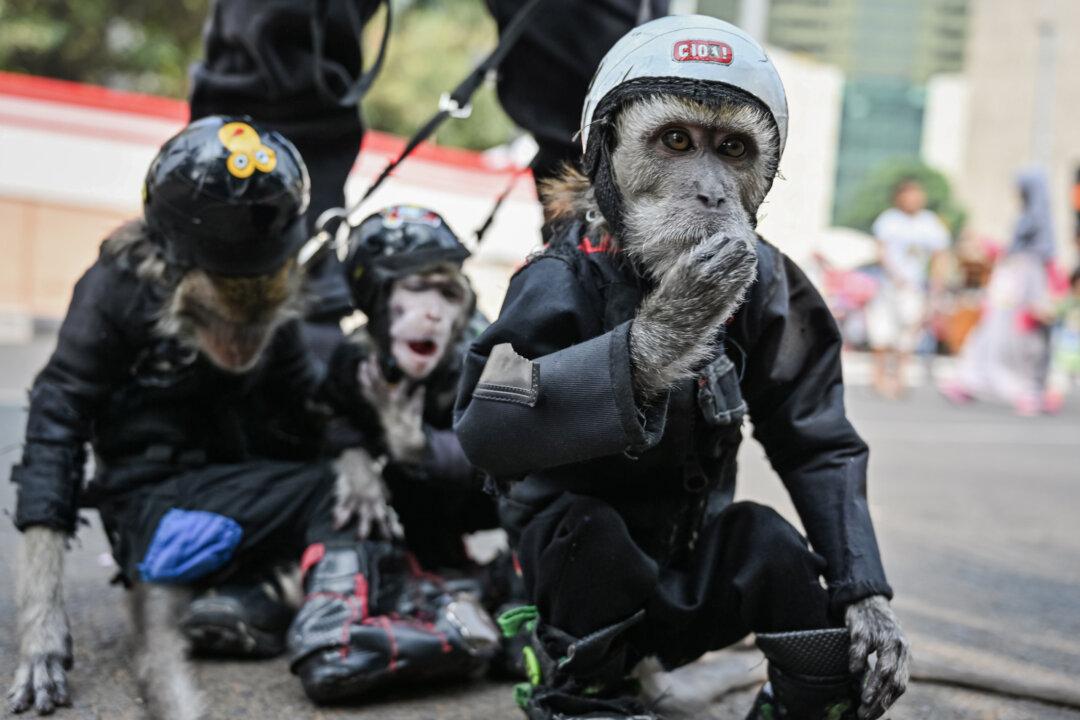 Three pet monkeys dressed in rock-metal apparel are brought to an event in Jakarta, Indonesia, on July 28, 2019. (Adek Berry/AFP via Getty Images)