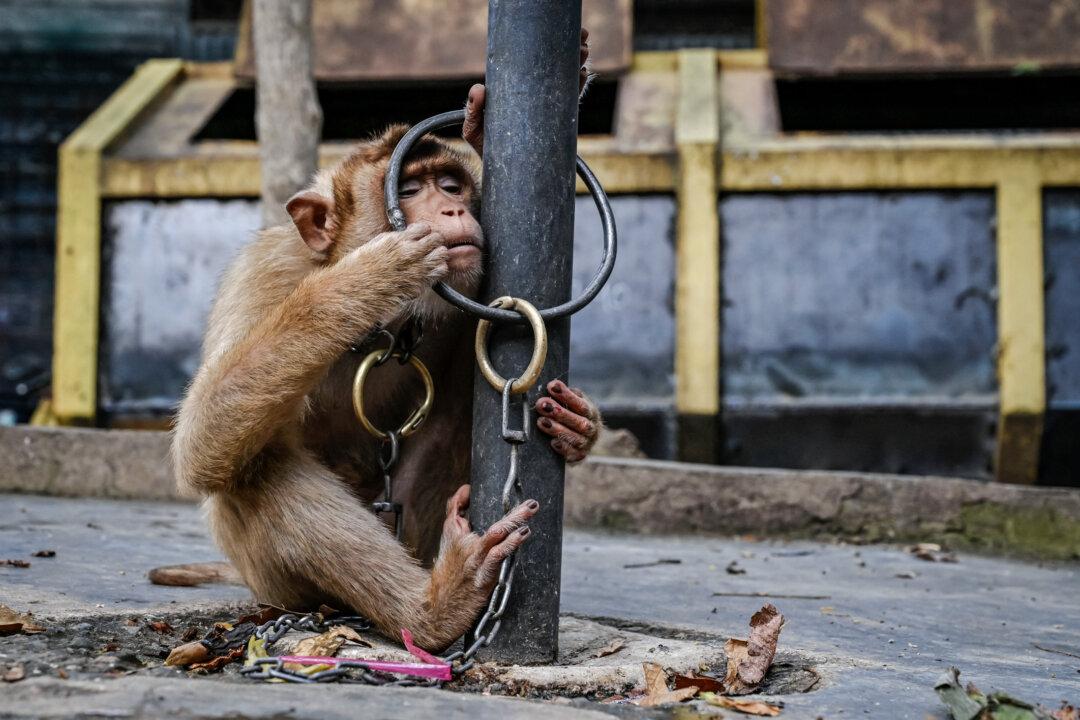 A pet macaque sits chained outside its owner's house near a livestock market in Sibreh, Indonesia, on June 12, 2024. (Chaideer Mahyuddin/AFP via Getty Images)