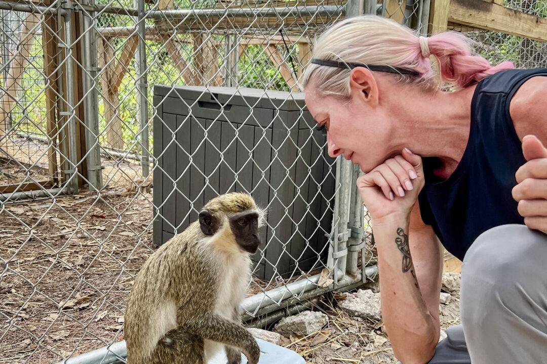 Deborah “Missy” Williams, director of the Dania Beach Vervet Monkey Project, interacts with a vervet monkey at a sanctuary in Fort Lauderdale, Fla. (Courtesy of Dania Beach Vervet Monkey Project)