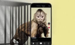 Social Media Glamorizes Monkey Ownership–Then It Turns Bad