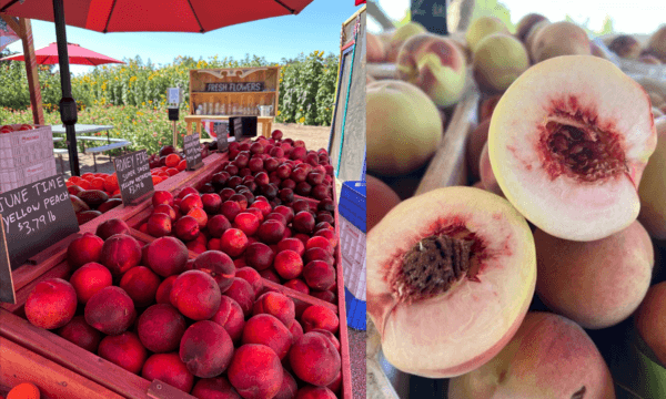 (Left) A variety of peaches at Sunflower Farm Stand in Sanger, Calif., on June 26, 2024. (Right) Peaches at Sweet Girl Farms. (Summer Lane/The Epoch Times; Courtesy of Liset Garcia)